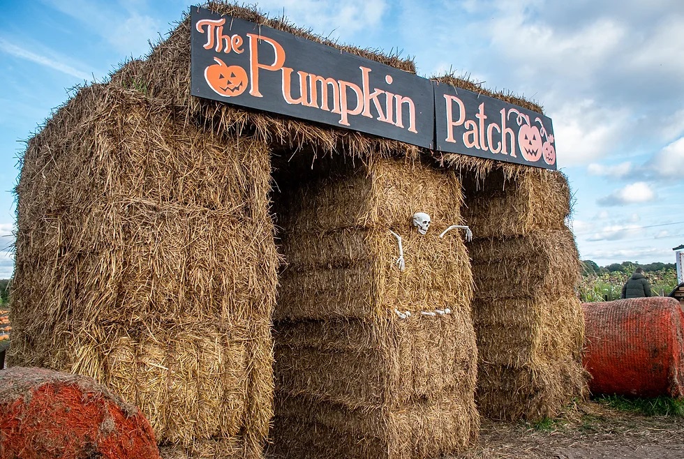 Pumpkin Patch at Dunham Massey Farm Ice Cream