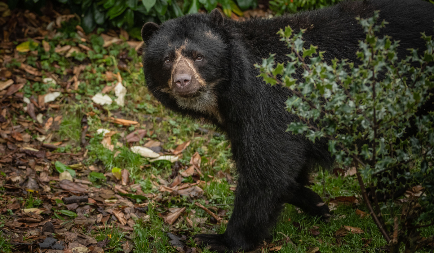 Andean Bears at Chester Zoo