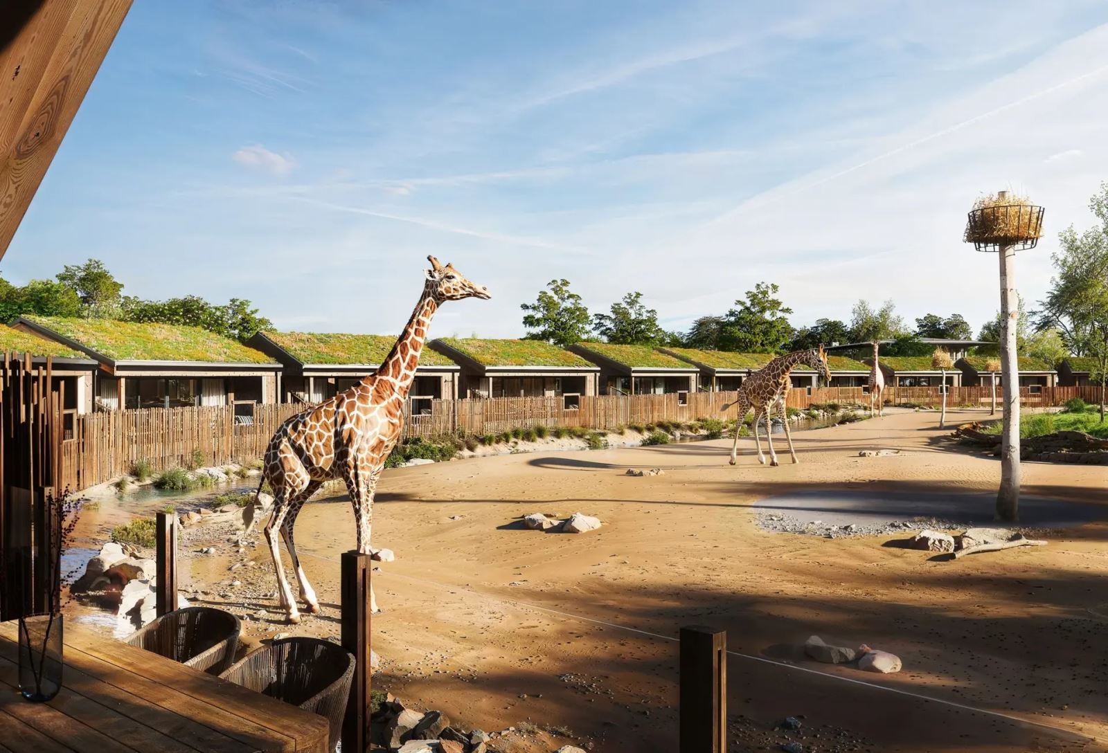 The Reserve at Chester Zoo