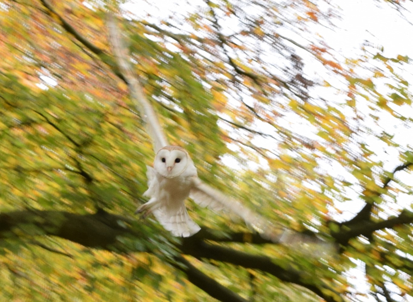 Barn owl walks at Quarry Bank Visit Cheshire